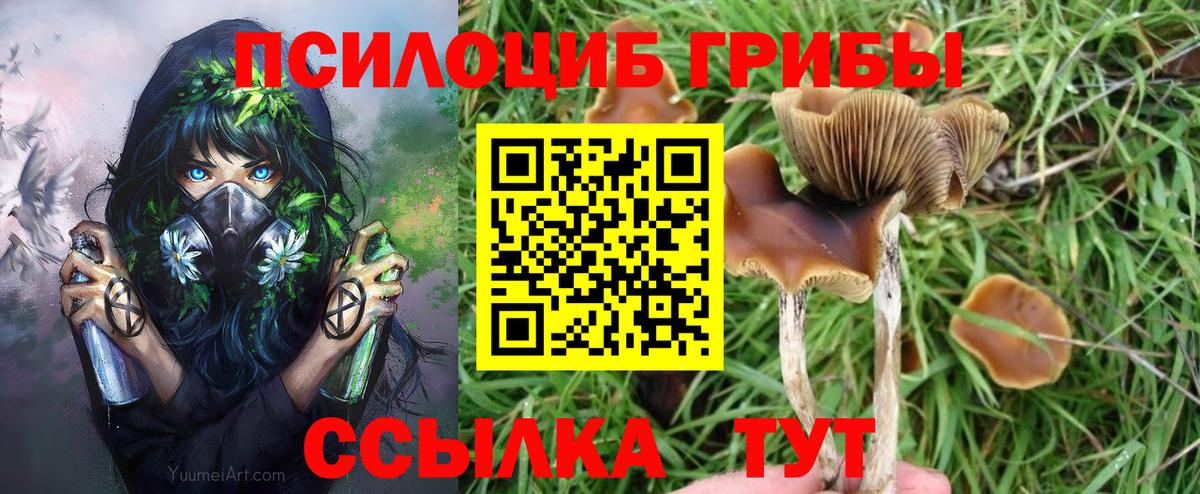 Псилоцибиновые грибы Psilocybine cubensis Железногорск
